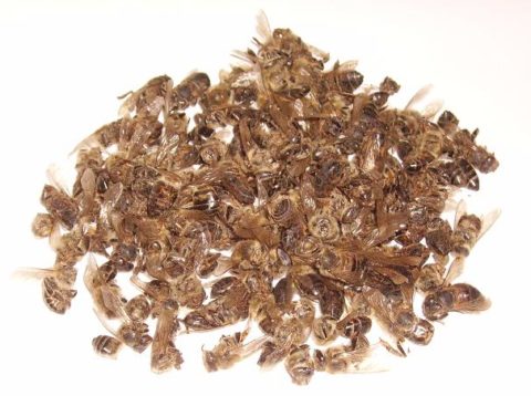 Народні рецепти від щитовидки з медом і волоським горіхом. Ліки із зелених волоських горіхів для поліпшення зору, лікування щитовидки, ангіни і загального оздоровлення організму. Народні рецепти від щитовидки з медом і волоським горіхом. Ліки із зелених волоських горіхів для поліпшення зору, лікування щитовидки, ангіни і загального оздоровлення організму.