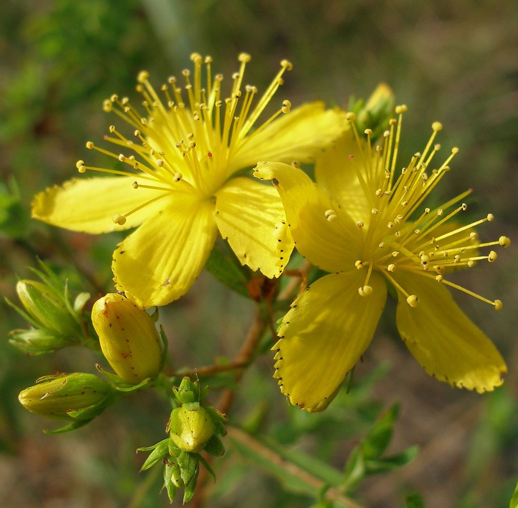 Народні способи лікування гаймориту алое буряк звіробій хрін сіль муміє глина