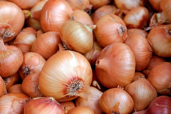 Народні засоби для лікування печінки Народні засоби для лікування печінки