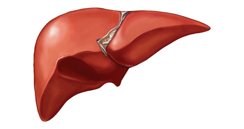 Народні засоби для лікування печінки Народні засоби для лікування печінки