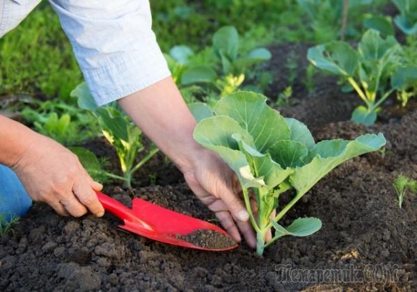Народні засоби для підживлення капусти