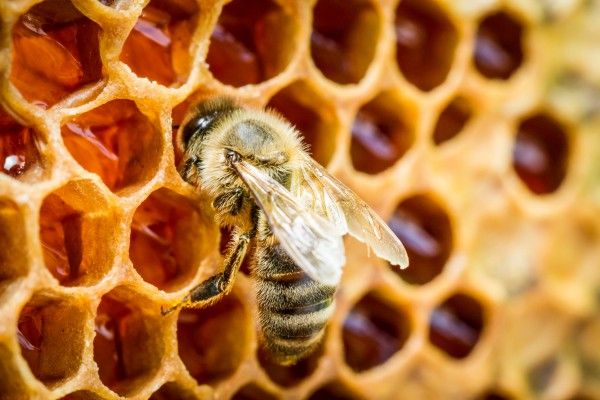 Народні засоби лікування геморою у чоловіків в домашніх умовах