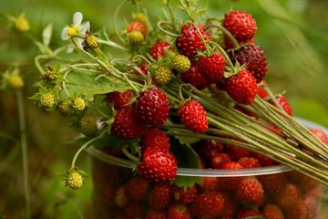Народні засоби лікування хронічного пієлонефриту