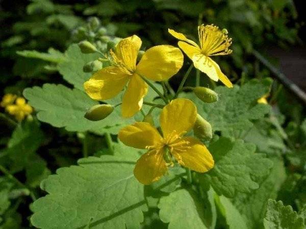 Народні засоби лікування коксартрозу