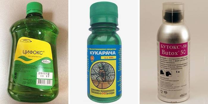 Народні засоби від бліх у квартирі