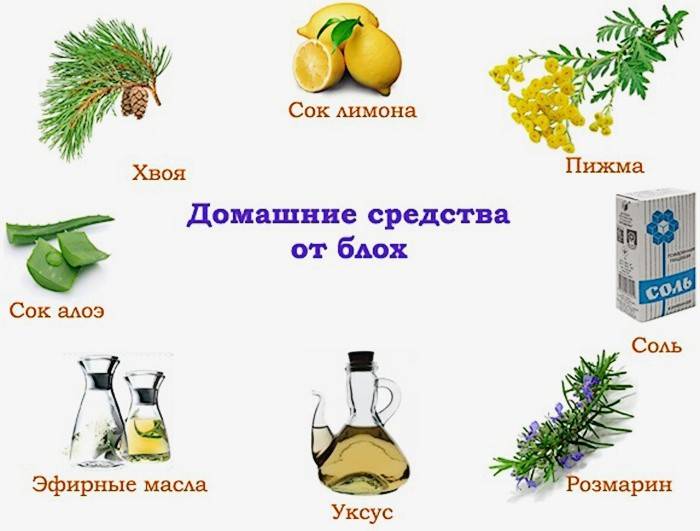 Народні засоби від бліх у квартирі