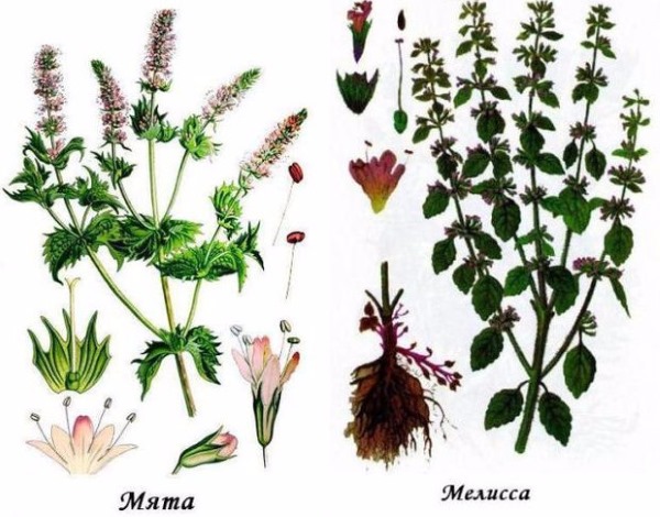 Народні засоби від підвищеного тиску: найбільш ефективні методи зниження в домашніх умовах