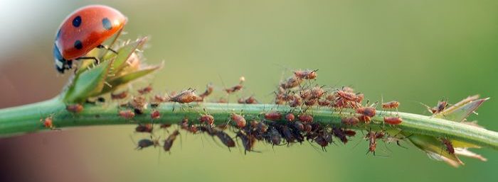 Народні засоби від попелиці на кущах