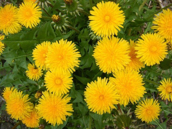 Народні засоби від попелиці на кущах