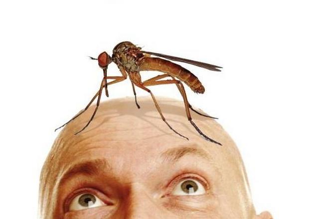 Народні засоби від укусів комарів для дітей Народні засоби від укусів комарів для дітей