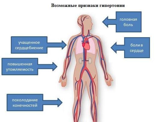 Народна медицина в боротьбі з гіпертонією Сайт про лікування гіпертонії