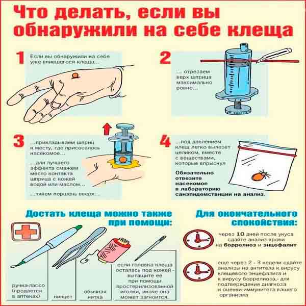 Народне засіб від кліщів для людини