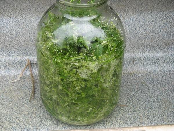 Настоянка болиголова при раку застосування