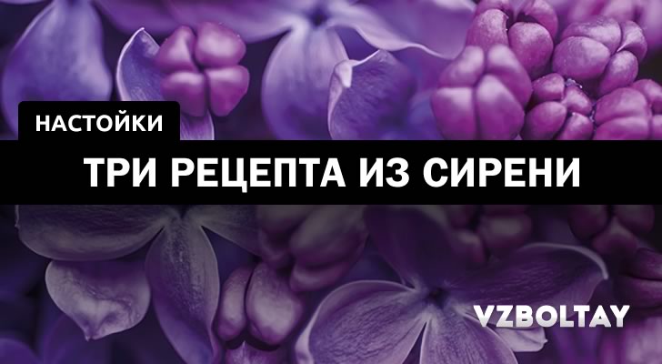Настоянка бузку на горілці лікувальні властивості і застосування