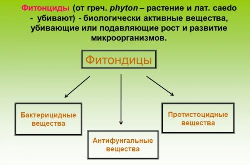 Настоянка соснових шишок на горілці