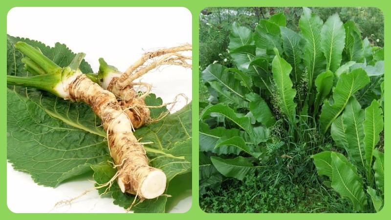 Настоянка з хрону на горілці для лікування Настоянка з хрону на горілці для лікування