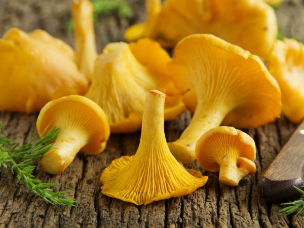 Настоянка з лисичок на горілці від раку