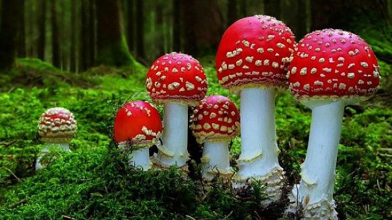 Настоянка з мухомора на горілці для лікування суглобів: спосіб застосування, відгуки, протипоказання, настоянка мухомора на спирту