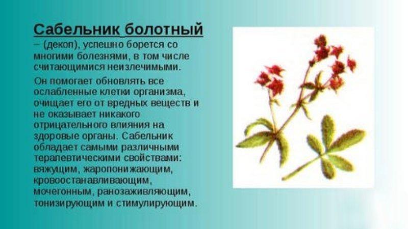 Настоянка з шабельника для суглобів рецепт приготування