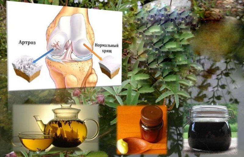 Настоянка з шабельника для суглобів рецепт приготування