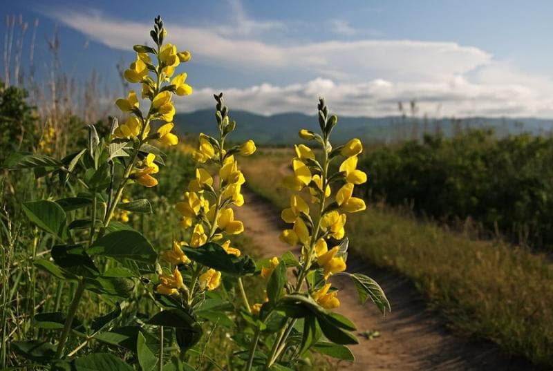 Натуральні таблетки від кашлю з термопсисом Натуральні таблетки від кашлю з термопсисом