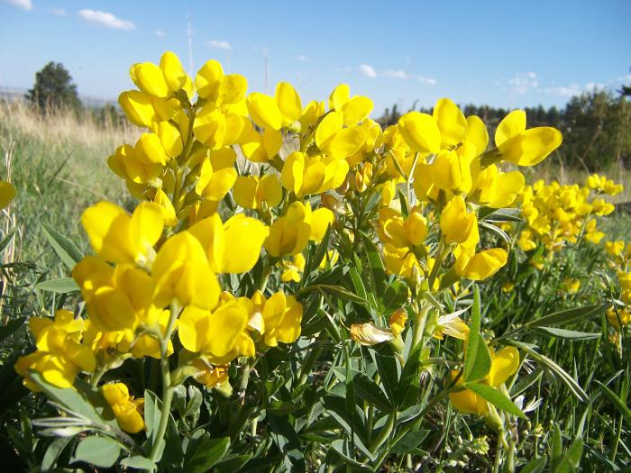 Натуральні таблетки від кашлю з термопсисом Натуральні таблетки від кашлю з термопсисом