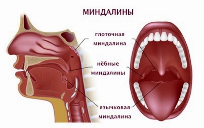Навіщо потрібні гланди людині можливі захворювання лікування і процедура видалення
