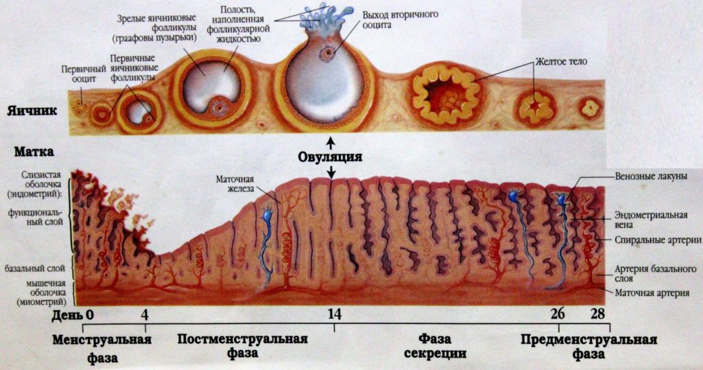 Норма товщини ендометрію матки. Що означає неоднорідна структура ендометрію матки