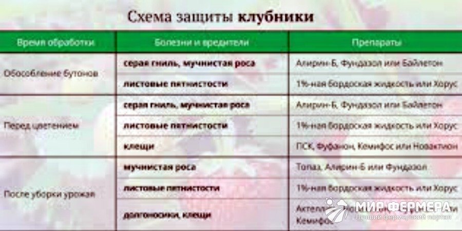 Обробка полуниці навесні від хвороб і шкідників
