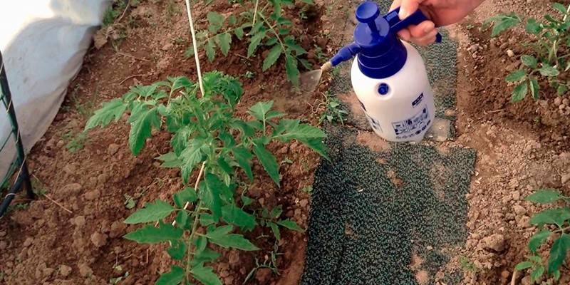 Обробка помідори від фітофтори в теплиці народними засобами