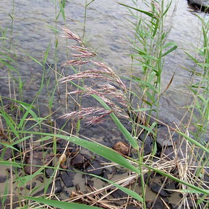 Очерет звичайний рецепти народних цілителів