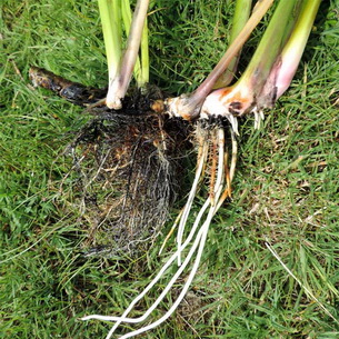 Очерет звичайний рецепти народних цілителів