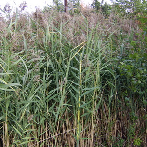 Очерет звичайний рецепти народних цілителів