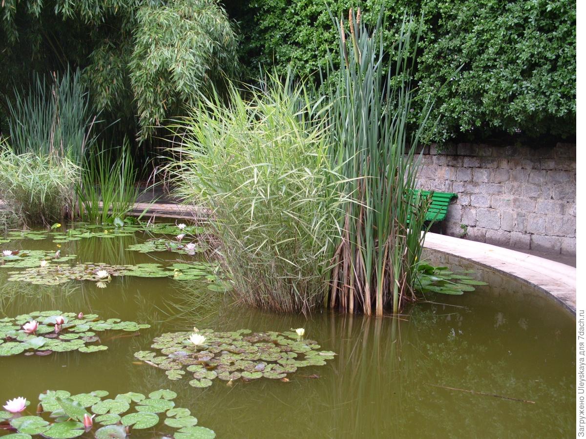 Очерет звичайний рецепти народних цілителів