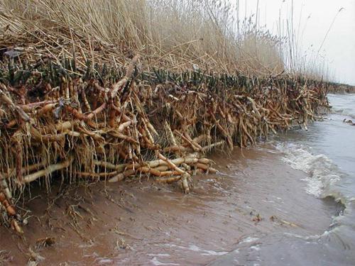 Очерет звичайний рецепти народних цілителів