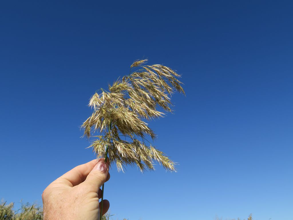 Очерет звичайний рецепти народних цілителів