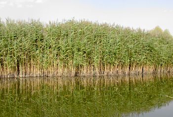 Очерет звичайний рецепти народних цілителів