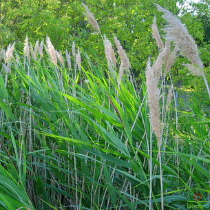Очерет звичайний рецепти народних цілителів