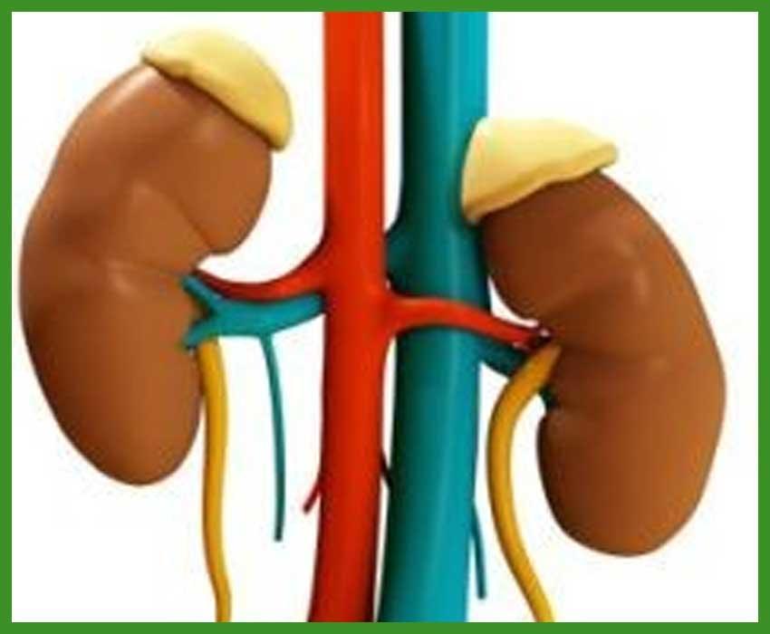 Очищення нирок народними засобами в домашніх умовах Очищення нирок народними засобами в домашніх умовах