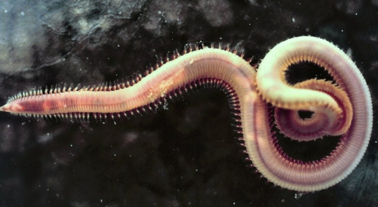 Очищення організму від паразитів в домашніх умовах