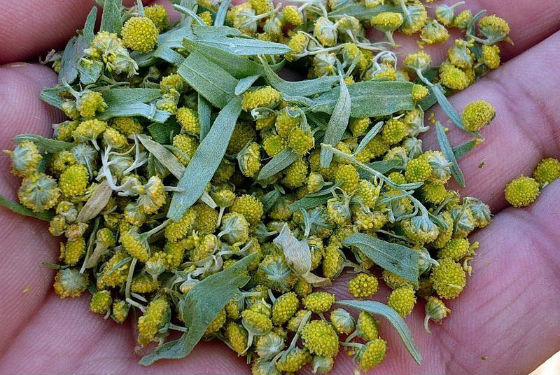 Очищення організму від паразитів в домашніх умовах