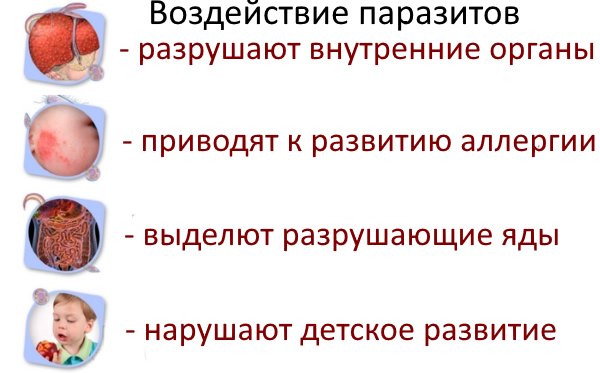 Очищення організму від паразитів в домашніх умовах