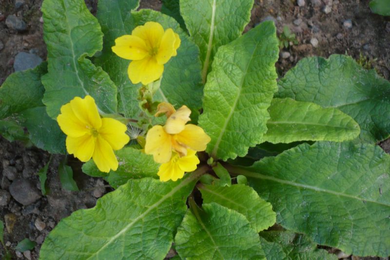 Олія примули вечірньої користь і шкода народного засобу Олія примули вечірньої користь і шкода народного засобу