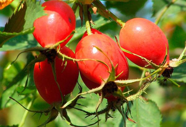 Олія шипшини – користь і шкода. Властивості і застосування олії шипшини для лікування і в косметології
