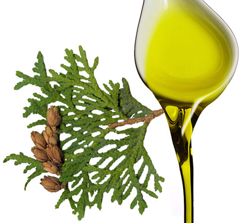 Олія туї при аденоїдах для дітей: інструкція і схема лікування Олія туї при аденоїдах для дітей: інструкція і схема лікування