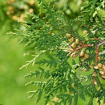 Олія туї при аденоїдах для дітей: інструкція і схема лікування Олія туї при аденоїдах для дітей: інструкція і схема лікування