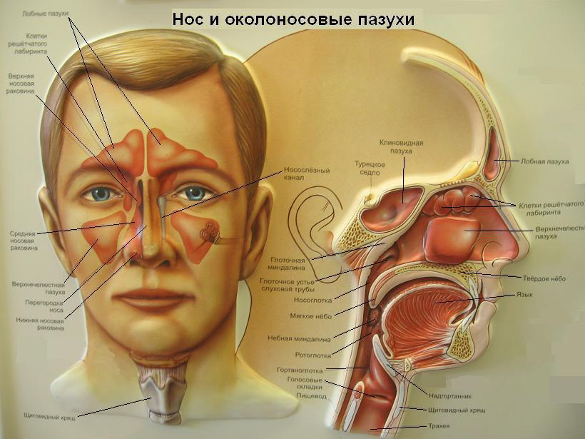 Особливості проведення УЗД гайморових пазух і його діагностичні можливості