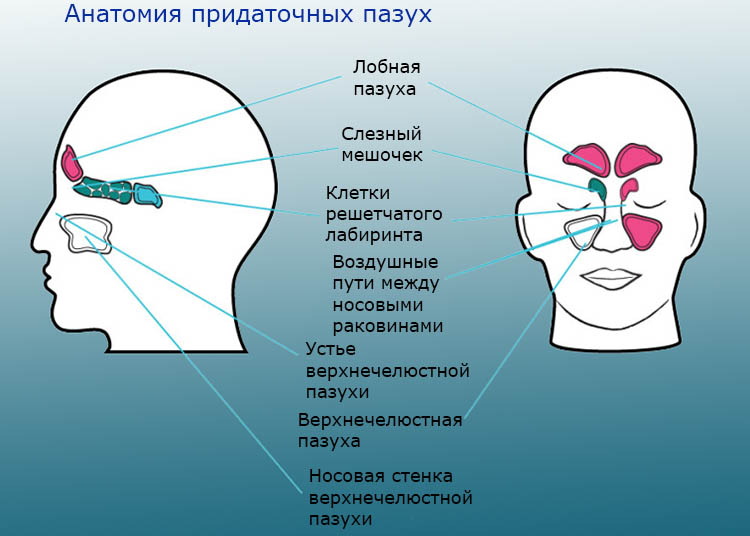 Ознаки гаймориту у дітей як розпізнати і швидко вилікувати Ознаки гаймориту у дітей як розпізнати і швидко вилікувати
