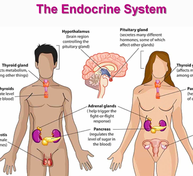 Ознаки гормонального збою у жінок, лікування народними засобами