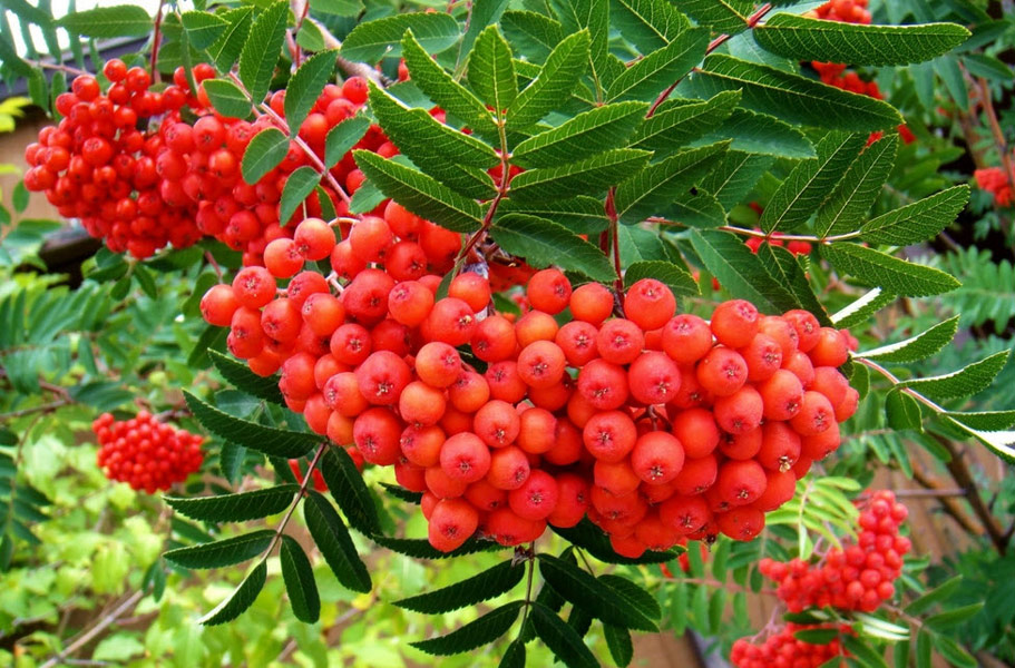 Як ефективно і безболісно прибрати бородавки з шкіри в домашніх умовах?